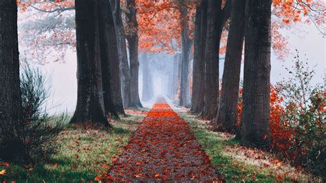 Autumn Foggy Forest 5k Wallpapers Hd Wallpapers Id 29719