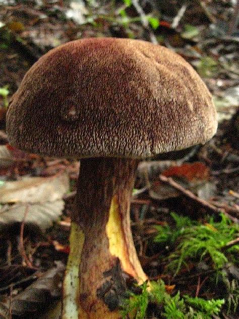 Admirable Boletus Mushroom Vancouver Island Bc