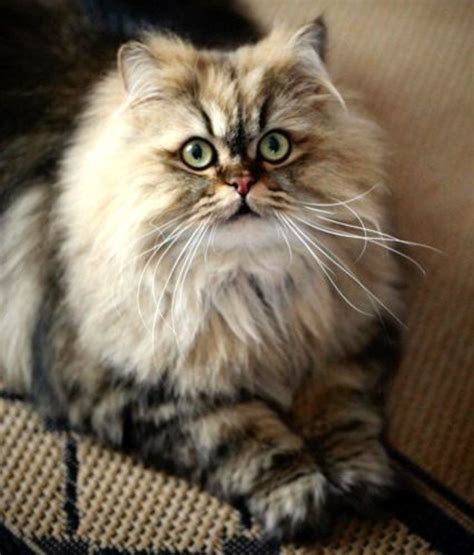 The persian cat breed has long been one of america's favorite felines. Persian Cat Breeds - The Longhair Group | HubPages