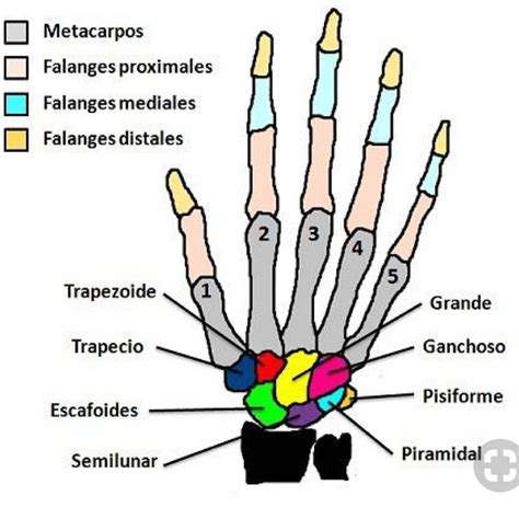 Aprendiendo Medicina On Instagram “anatomía Huesos De La Mano 📚👨🏽‍⚕️👩