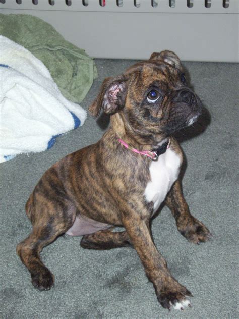 A Freaking Mini Boxer I Really Want One Boxer