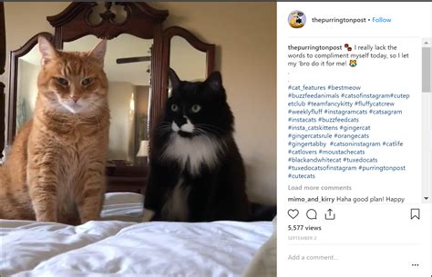 Captions For Cat Pictures On Instagram Chastity Captions