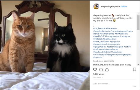 Top 30 Cat Instagram Hashtags And Accounts