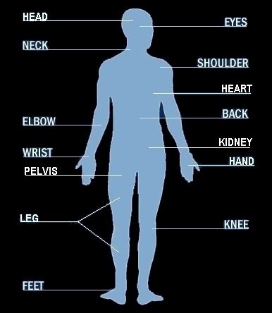 A crossword to practise body parts. Exeter MR Research Centre - University of Exeter