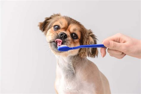A Complete Guide To Brushing Your Dogs Teeth Petmag