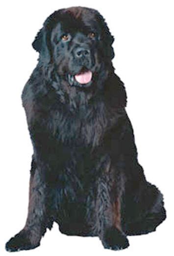Newfoundland Dog Breed Information Continental Kennel Club