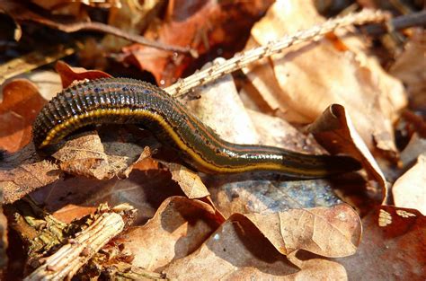So they are pests on snails and i wanted to remove them. Leech » Manaaki Whenua