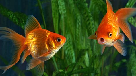 Scientists Reveal How Goldfish Make Alcohol To Survive Without Oxygen