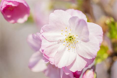 Pink Cherry Blossoms In Spring Stock Image Image Of Botanic Dreamy
