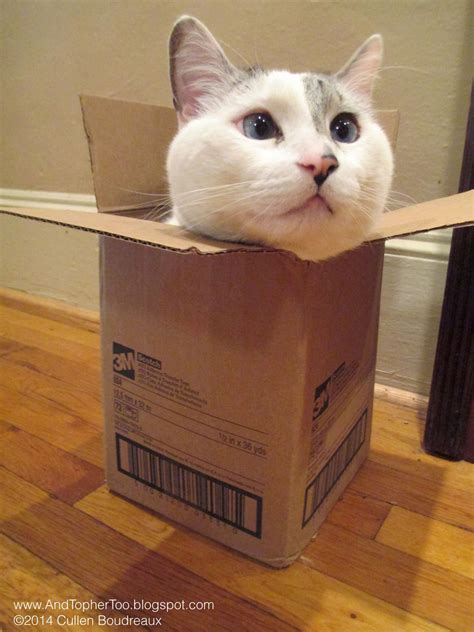 Home pet in cardboard box. Pin on Fat cat purradise