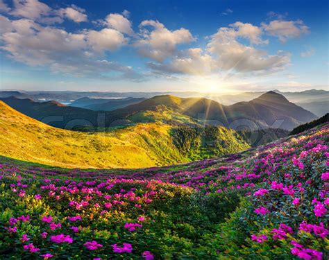 Magic Pink Rhododendron Flowers On Summer Mountain Stock Image