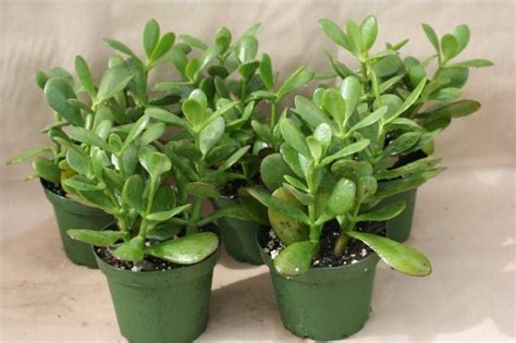 Other succulent plants are easily mistaken for cactus plants. Learn About Growing Succulents Indoors | Jade plants ...