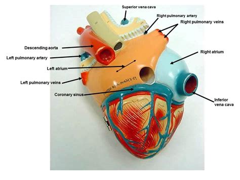 Heart Model Labeled Anatomy Posterior Hot Sex Picture