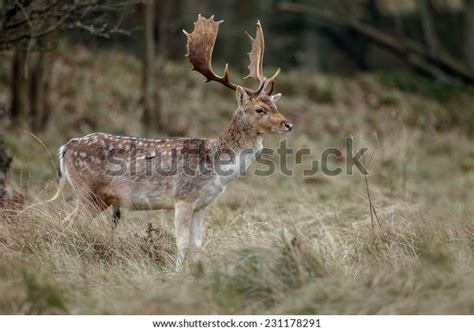 Male Fallow Deer Mating Season Stock Photo Edit Now 231178291