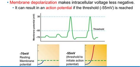 Lecture 5 Action Potentials Flashcards Quizlet