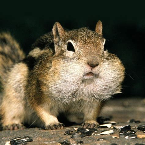 106 Best Squirrels Images On Pinterest Squirrels Chipmunks And Red