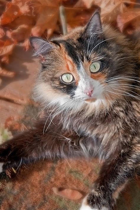 Pretty Green Eyed Calico Cat In Fall Leaves Photograph By
