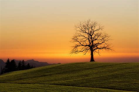 Bare Tree During Sunset Hd Wallpaper Peakpx