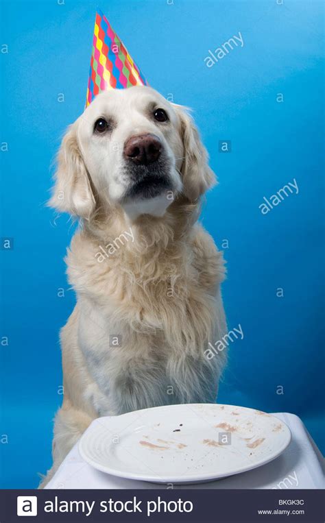 This does not include our under $4.99, $9.99 sections. golden retriever dog with party hat Stock Photo: 29255056 ...