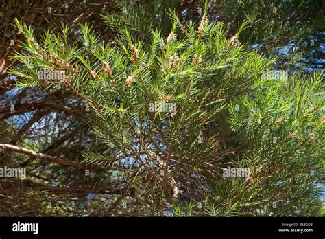 Melaleuca Alternifolia Tree Stock Photo Alamy