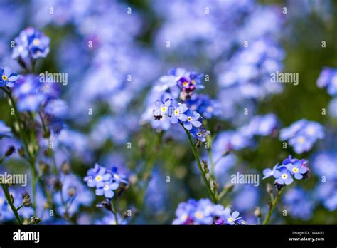 Little Blue Flowers Stock Photo Alamy