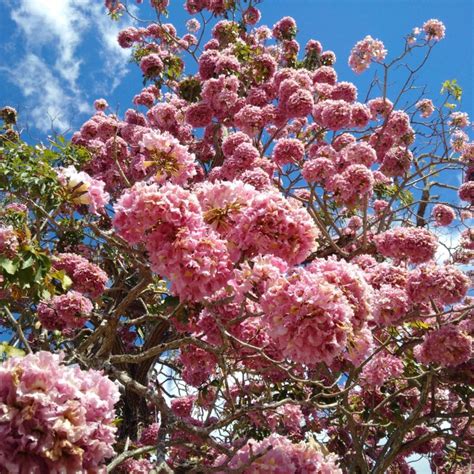 Maculís Los árboles De Flores Rosas Que Compiten En Belleza Con Las