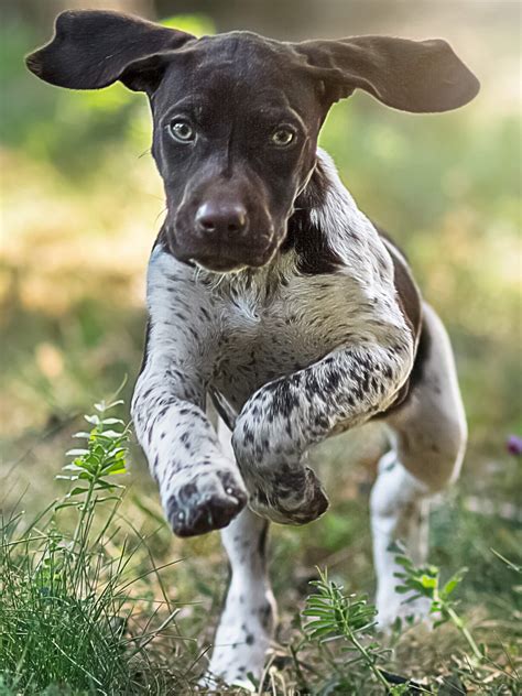 Liver Roan German Shorthaired Pointer Bleumoonproductions