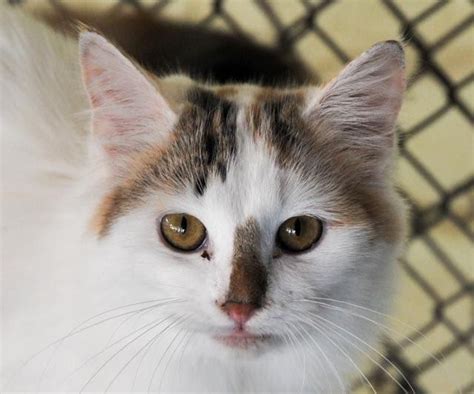 What are some popular pet friendly hotels in dothan with a 3 star rating? Pets that need homes | Local | dothaneagle.com
