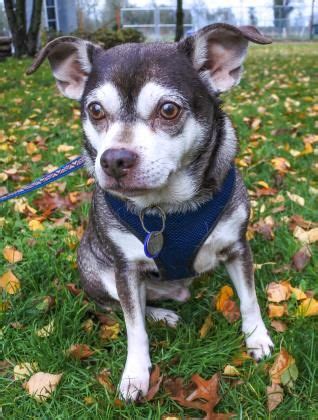 Book with our pet friendly guarantee and get help from our canine concierge! Chug dog for Adoption in Salem, OR. ADN-410163 on ...