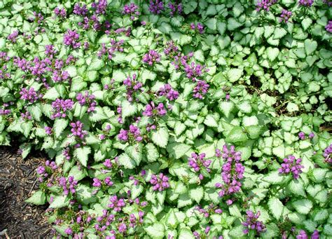 This Shady Groundcover Has Silvery Leaves And Purple Flowers Georges