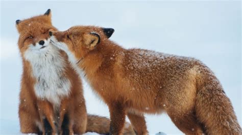 White Wolf 15 Animal Couples That Prove True Love Exists In The