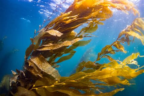 Kelp Forests Restoring A Lifeline For The Ocean Earthorg