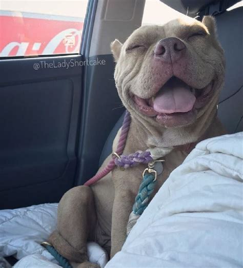 Pit Bull Cannot Stop Smiling After Being Rescued From The Streets