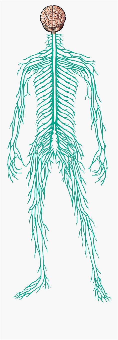 Picture Of Nervus System Vital Yang Mengontrol Fungsi Tubuh Id