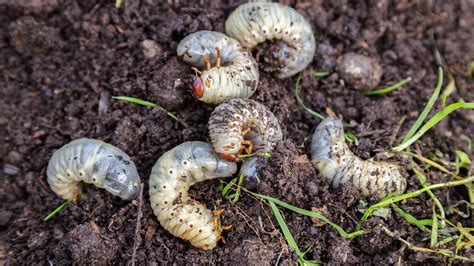 How To Get Rid Of Lawn Grubs Naturally Protect Your Turf Gardeningetc