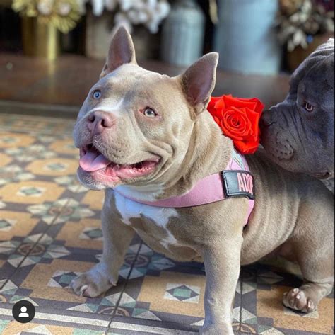 The many colors of the american pocket bully – Artofit