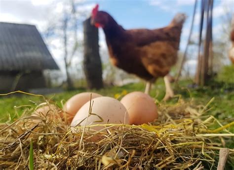 Complete Guide To Raising Chickens For Eggs Costs Breeds And More