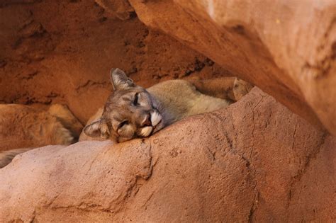Where Do Mountain Lions Sleep Animal Facts Blog