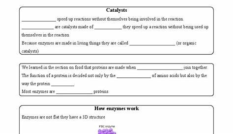 how enzymes work worksheets