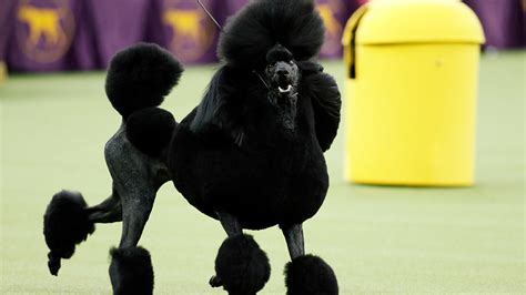 Westminster dog show live : 43+ Dog show thanksgiving 2021 info | jennapuppy