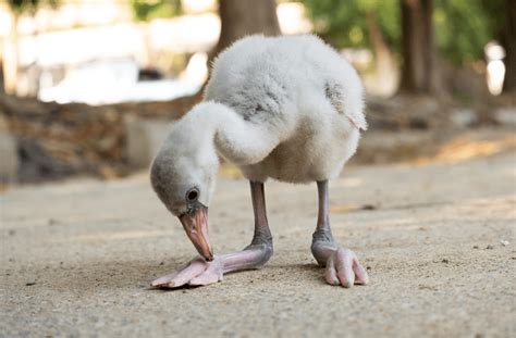 The Adorable Side Of Flamingos 5 Fascinating Baby Flamingo Facts