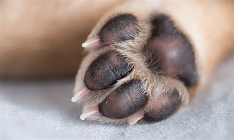 How To Treat Common Paw Problems In Dogs Veterinarian In Green Bay