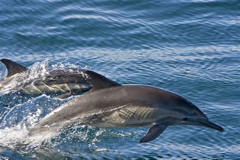 Long Beaked Common Dolphin Pod Delphinus License Image 70239003