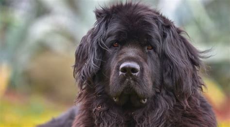 Newfoundland Dog Breed Information Facts Traits Pictures And More