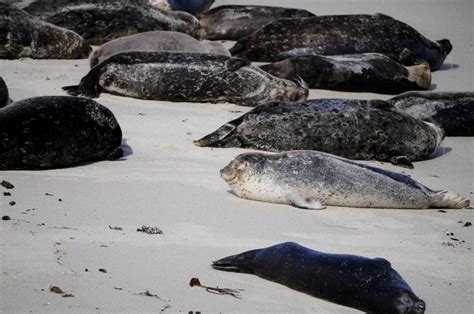 What Is The Best Way To See Seals On Cape Cod Captain Freeman Inn
