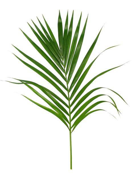 Groen Blad Van Palmboom Ge Soleerd Op Transparante Achtergrond Png