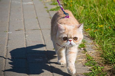 How To Walk Your Cat On A Leash Safely