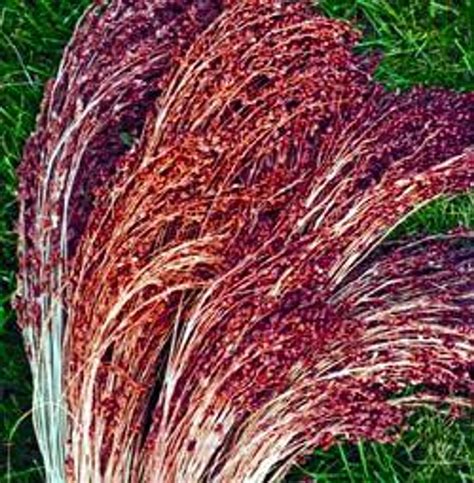 Red Broom Corn Grass 50 Seeds 7 Grams Ornamental Hirts Gardens