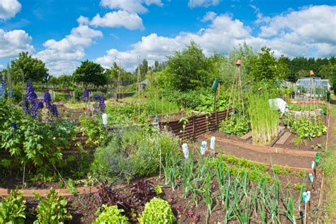 Make Your Own Kitchen Garden 10 Top Tips Create A Vegetable Garden