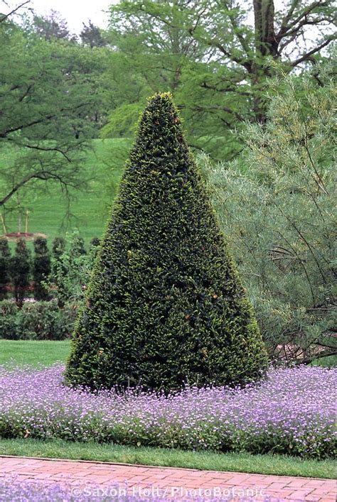 evergreen tree yew taxus cuspidata capitata shaped as cone topiary garden shrubs evergreen
